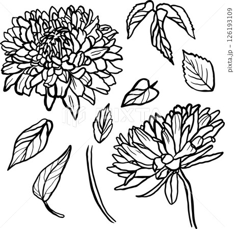Vector hand drawn outline set of asters and leaves 126193109