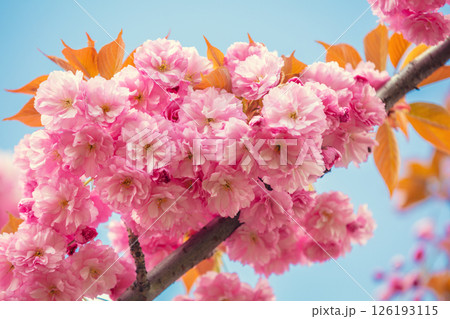 Blossoming sakura against the sky. Nature floral background Blossoming sakura against the sky. Nature floral background 126193115