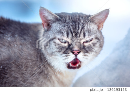 Portrait of an angry cat outdoor in winter 126193138
