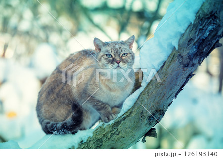 Cute cat sits outdoors on the tree in snowy winter 126193140