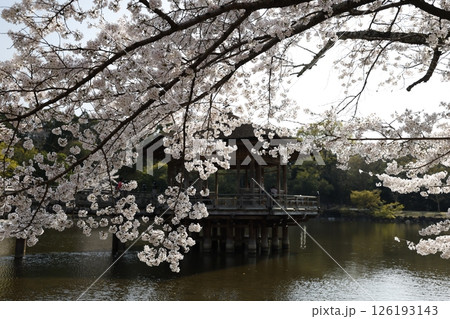 浮御堂と桜 126193143