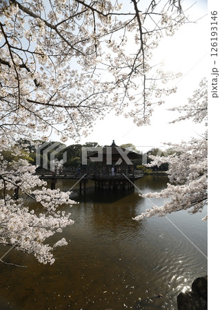 浮御堂と桜 126193146