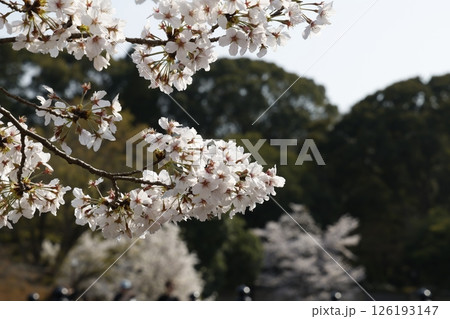 桜 126193147