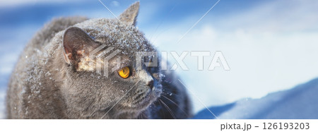 Blue British shorthair cat lying outdoors in winter. The cat is in the deep snow. Horizontal banner Blue British shorthair cat lying outdoors in winter. The cat is in the deep snow. Horizontal banner 126193203