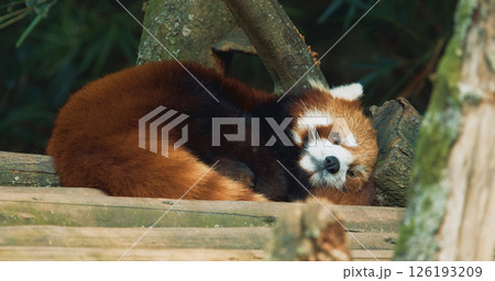 Cute Red Panda Face Close-up View. Red Panda Resting And Falls Asleep. Ailurus Fulgens Or Lesser Panda Is Small Mammal Native To The Eastern Himalayas And Southwestern China. Red Pandas Are Also 126193209
