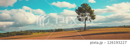 Pine tree on an arable field in autumn. Rural landscape. Horizontal banner 126193227