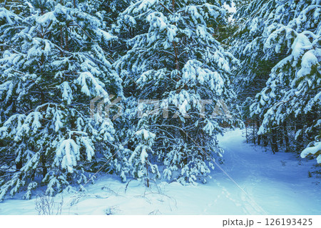 Christmas background. Winter forest covered with snow. Pine forest in winter Christmas background. Winter forest covered with snow. Pine forest in winter 126193425