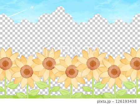 向日葵田和藍天的背景圖 向日葵田和藍天的背景圖 126193438