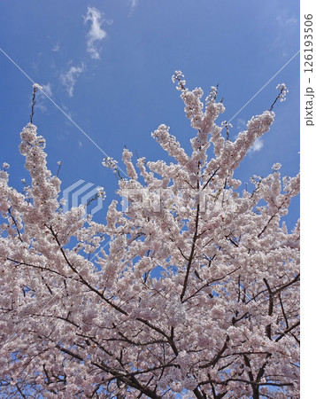 桜満開の道の駅「YOU・遊・もり」　森町道の駅　オニウシ公園　花見 126193506