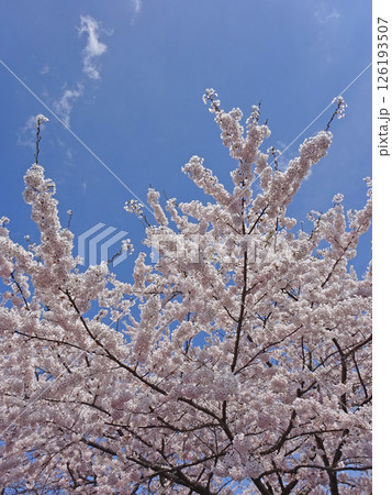 桜満開の道の駅「YOU・遊・もり」　森町道の駅　オニウシ公園　花見 126193507