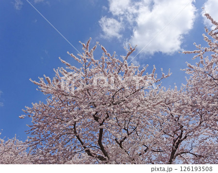 桜満開の道の駅「YOU・遊・もり」 森町道の駅 オニウシ公園 花見 桜満開の道の駅「YOU・遊・もり」 森町道の駅 オニウシ公園 花見 126193508