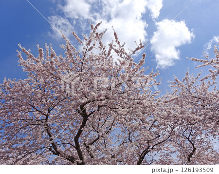 桜満開の道の駅「YOU・遊・もり」 森町道の駅 オニウシ公園 花見 桜満開の道の駅「YOU・遊・もり」 森町道の駅 オニウシ公園 花見 126193509