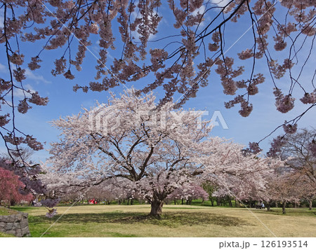 桜満開の道の駅「YOU・遊・もり」　森町道の駅　オニウシ公園　花見 126193514
