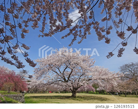 桜満開の道の駅「YOU・遊・もり」　森町道の駅　オニウシ公園　花見 126193515
