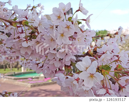 桜満開の道の駅「YOU・遊・もり」 森町道の駅 オニウシ公園 花見 桜満開の道の駅「YOU・遊・もり」 森町道の駅 オニウシ公園 花見 126193517