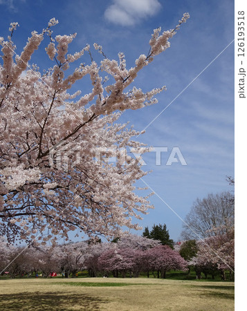 桜満開の道の駅「YOU・遊・もり」 森町道の駅 オニウシ公園 花見 桜満開の道の駅「YOU・遊・もり」 森町道の駅 オニウシ公園 花見 126193518