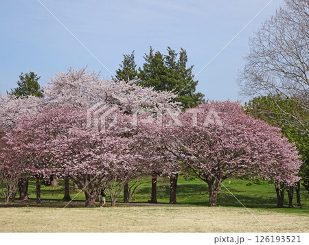 桜満開の道の駅「YOU・遊・もり」 森町道の駅 オニウシ公園 花見 桜満開の道の駅「YOU・遊・もり」 森町道の駅 オニウシ公園 花見 126193521