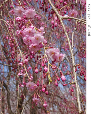 桜満開の道の駅「YOU・遊・もり」　森町道の駅　オニウシ公園　花見 126193525