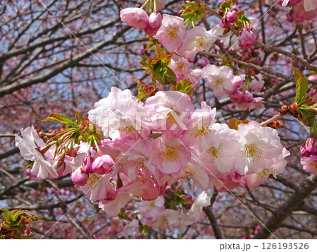 桜満開の道の駅「YOU・遊・もり」 森町道の駅 オニウシ公園 花見 桜満開の道の駅「YOU・遊・もり」 森町道の駅 オニウシ公園 花見 126193526