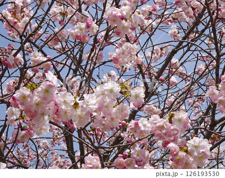 桜満開の道の駅「YOU・遊・もり」　森町道の駅　オニウシ公園　花見 126193530