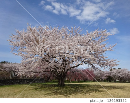 桜満開の道の駅「YOU・遊・もり」　森町道の駅　オニウシ公園　花見 126193532