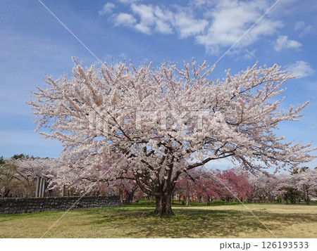 桜満開の道の駅「YOU・遊・もり」　森町道の駅　オニウシ公園　花見 126193533