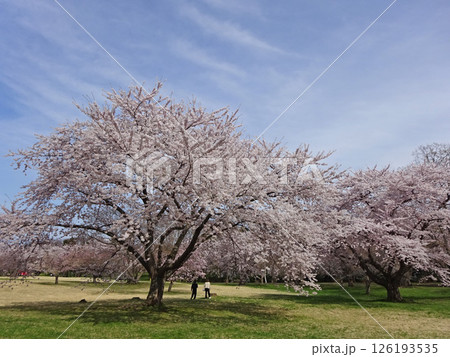 桜満開の道の駅「YOU・遊・もり」　森町道の駅　オニウシ公園　花見 126193535