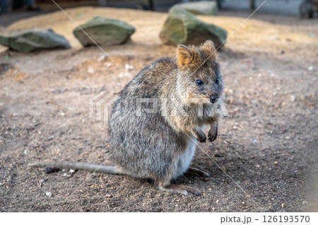 Quokka standing on the ground in Kangaroo Island, Australia 126193570
