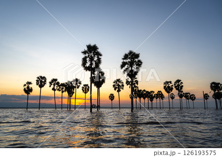 Borassus palms at sunset on Lake Tempe, Sulawesi, Indonesia 126193575