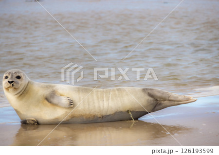 Eierland, De Cocksdorp, Texel, The Netherlands, Oktober 28th, 2024, A Playful Seal on the Beautiful 126193599