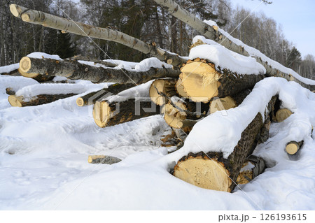 Sawn trees under a layer of snow in the forest in winter Sawn trees under a layer of snow in the forest in winter 126193615