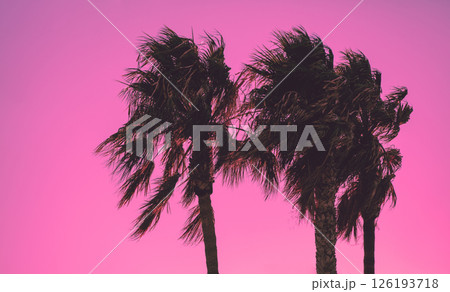 Tall palm trees against a pink background. Leaves of tall palm trees. Horizontal banner 126193718