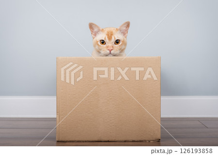 Burmese cat in a cardboard box. 126193858