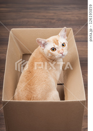 Burmese cat in a cardboard box. 126193859