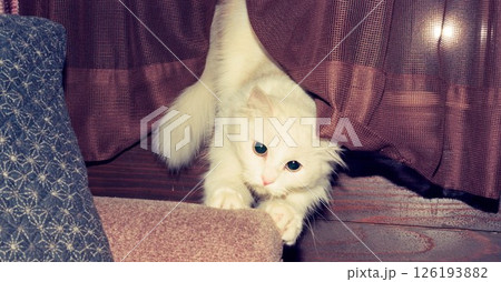一人遊びする白い長毛の子猫 一人遊びする白い長毛の子猫 126193882