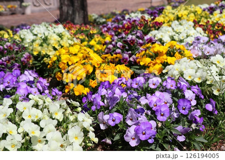 カラフルなパンジーの花壇 126194005