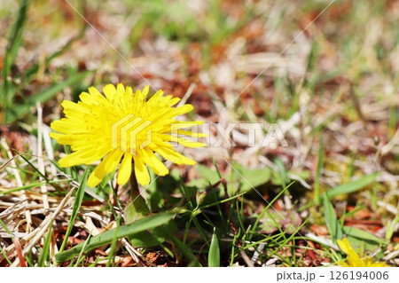 野原に生えるタンポポ 野原に生えるタンポポ 126194006