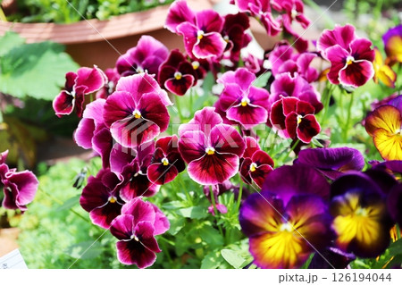 赤紫色のビオラの花 126194044