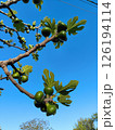 Fresh green figs growing on a branch against a clear blue sky Fresh green figs growing on a branch against a clear blue sky 126194114