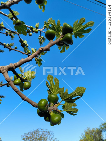 Fresh green figs growing on a branch against a clear blue sky Fresh green figs growing on a branch against a clear blue sky 126194114