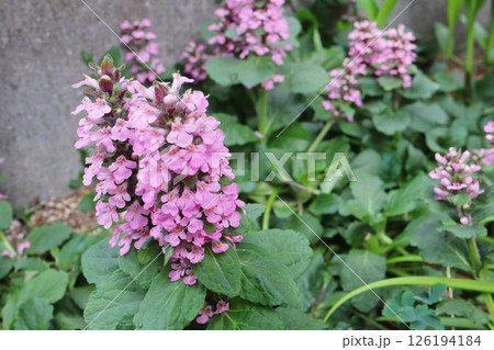 アジュガ レプタンス ロゼアのピンク色の花 アジュガ レプタンス ロゼアのピンク色の花 126194184