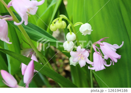 白いドイツスズランとピンクのシラー・カンパニュラータ 126194186