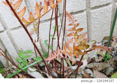 春の芽吹き初めの紅シダ 126194187