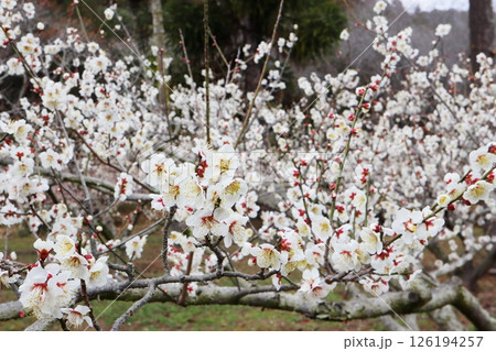 白い梅の花 南高 白い梅の花 南高 126194257