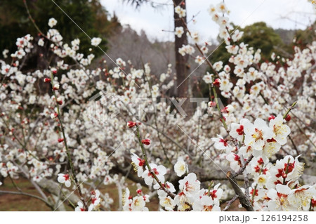 白い梅の花 南高 白い梅の花 南高 126194258