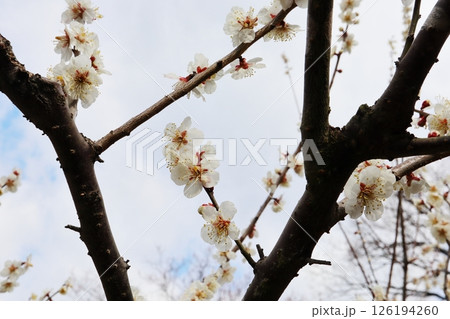 白い梅の花　紅さし 126194260
