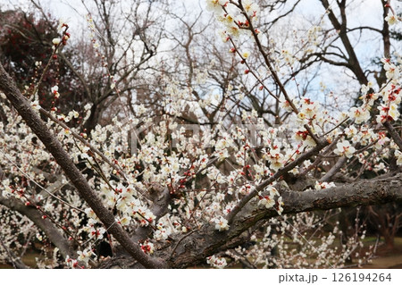 白い梅の花 紅さし 白い梅の花 紅さし 126194264
