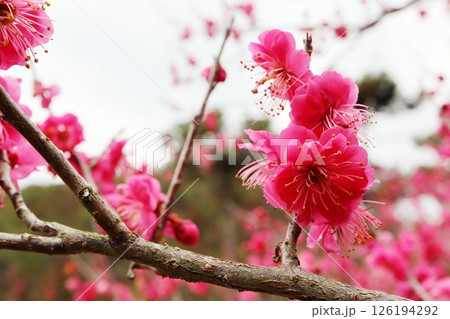 赤色の梅の花 赤花梅 赤色の梅の花 赤花梅 126194292