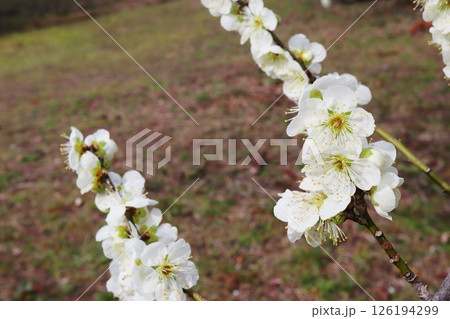 白色の梅の花　白花梅 126194299