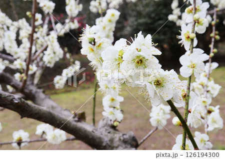 白色の梅の花　白花梅 126194300